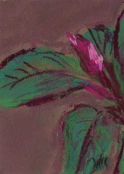 "Olbrich Awakening: Bud" by Wendy Crone, McFarland WI - Pastel